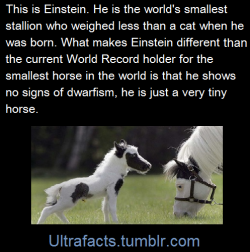 princeowl:  ultrafacts:  xshadow-piratex:  ultrafacts:  Source If you want more facts, follow Ultrafacts  AWWWW ^.^  BTW, for those asking me who the smallest horse is, her name is Thumbelina! Unlike Einstein above, she has dwarfism, which makes her