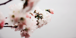 yuffii:  Sakura (by littlewings) 