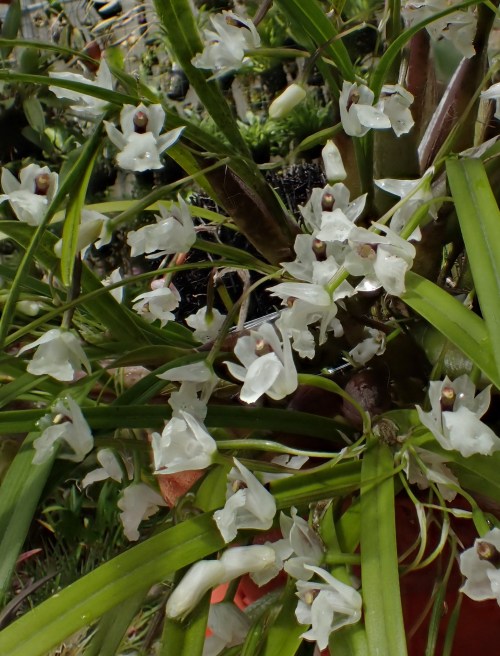 orchid-a-day:  Scaphyglottis crurigeraSyn.: Hexadesmia crurigera; Hexopia crurigeraApril 23, 2021