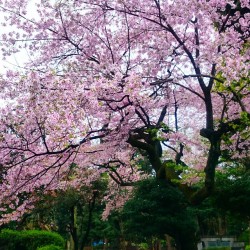#Sakura 🌼🌼🌼 🇯🇵#travel #spring  (at Ueno Imperial Park)