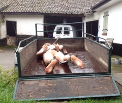 petebrownuk:  xt500france:Ready for transport.. TO BE SOLDWith the continuing fall in farm prices the owner of this slave has decided he needs to economise and sell it.  As a further economy the owner has decided to deliver the property to the slave