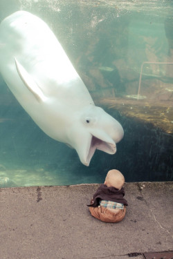 avengersincamphalfbloodstardis:  elenoa:  pantheraj:   &ldquo;HELLO INFANT I AM BELUGA WHALE&rdquo;  &ldquo;YOU ALSO ARE BALD AND HAVE A BULBOUS FOREHEAD. LET US BE FRIENDS FORTHWITH.&rdquo;  Beluga whales are fucking glorious  Its like the Thor of the