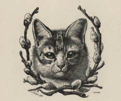 uwmspeccoll: A Serene Caturday We were searching for some images    in our Historical Curriculum Collection  for the library’s winter holiday card when we came across these rather relaxed kitties from “The Book of Pussy Cats” in the collection A