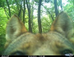 wolveswolves:  Endangered Wolf Center: “When we set up the trail cameras, unfortunately sometimes we don’t get it at the perfect level. Here we have just the top of our male red wolf, Scout’s head. He was still very curious!” View live cams here!
