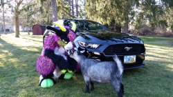 fursuitpursuits:  RT @BlondOtter: I am a goat, my goat is a goat, my car is not a goat.  #fursuit #goats https://t.co/PVajdmPTu6 (Source) 