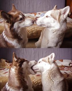 dog-husky:  How to French Kiss