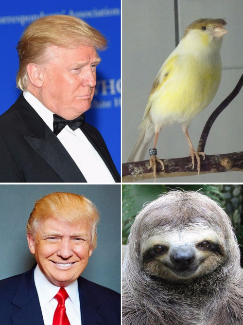 tastefullyoffensive:  Things Donald Trump Looks Like (photos via eatliver)Related: Mattresses That Look LIke Celebrities