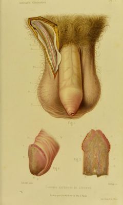   Plate I. Men’s external organs. _Histoire de la génération chez l'homme et chez la femme_ 1875  