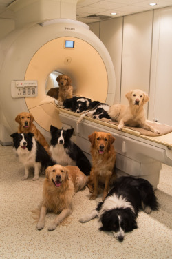 d0gbl0g:  swagtron4000:  sorry sir, we don’t have the facilities for a cat scan, but we can certainly get you a lab report  heaheaheahahhahahahea 