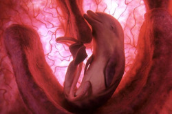 macaroni-and-queef:  respect-the-hive:  escapekit:  In The Womb  These amazing photos of baby animals in the womb were captured by scientists using a combination of high-tech ultrasound scans, tiny cameras and computer graphics, and were featured on