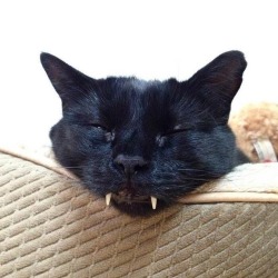 chubbycattumbling:  Vampire Cat!