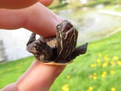 brbnutella:  tupacabra:  i’m gonna cry look how fckin happy this turtle looks  he’s like I BELIEVE I CAN FLY 
