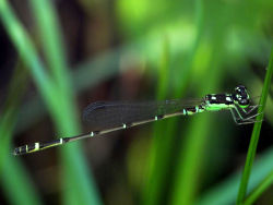 astronomy-to-zoology:  Four-spot Midget (Mortonagrion hirosei) ..a species of narrow-winged damselfly that is native to Hong Kong and Japan. Four-spot Midgets often inhabit brackish streams and marshes, where the larvae occur in the water and adults occur