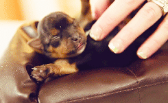 psychoanalyzeme:  tiny puppies on tiny couches !