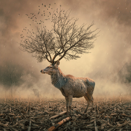 sosuperawesome:  Caras Ionut adult photos