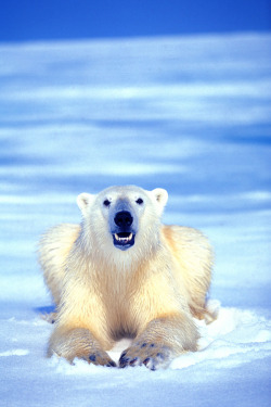 Earthlynation:  Polar Bear By Catman-Suha 