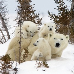 It’s a family affair (Polar bear with her cubs)