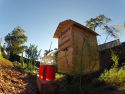 lifedebrian:Revolutionary Beekeeping Box Harmonizes Mankind With