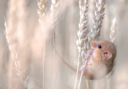 Harvest time (field mouse)
