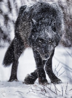 beautiful-wildlife:  Blizzard by © rmsteckphotography
