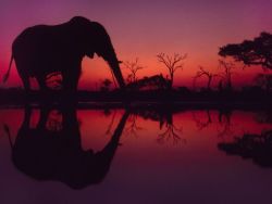magicalnaturetour:  African Elephant, BotswanaPhotograph by Frans Lanting, National Geographic An African elephant drinks at dawn in Botswana’s Chobe National Park. 