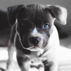 themanliness:  Blue eyed pitbull!😍 via @envyavenue. © Natalie Ann Photography! Tag someone who loves puppies!🐶 (på/i Zaton Holiday Resort)