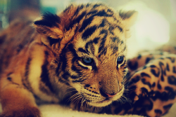 lifeissomethingunique:  Tiger on We Heart Ithttp://weheartit.com/entry/107611541/via/so_lovelyy_1 