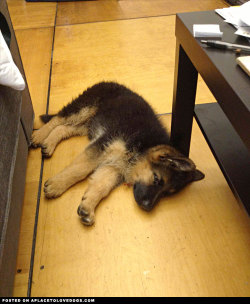 aplacetolovedogs:  German Shepherd puppy Atlas sneaking in a little nap! Zzzzzzzzzzzz….. For more cute dogs and puppies