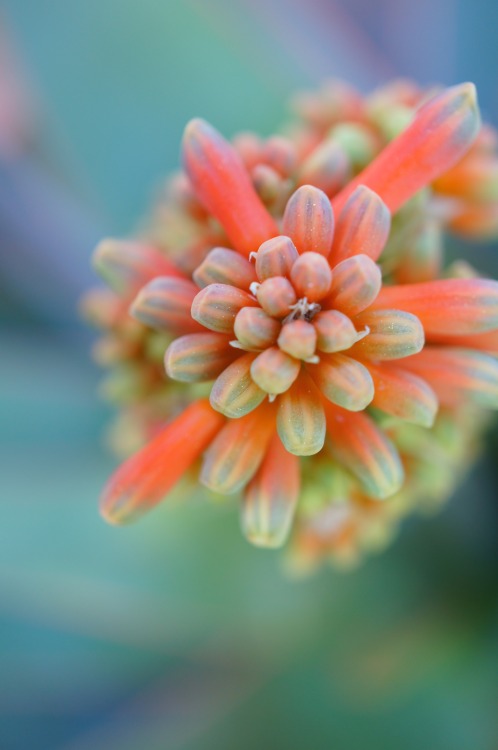 Porn flora-file:Aloe striata (by flora-file) photos