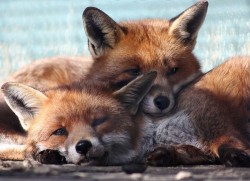 the-absolute-best-photography:  Foxes in Love. Spring time You have to follow this blog, it’s really awesome! 