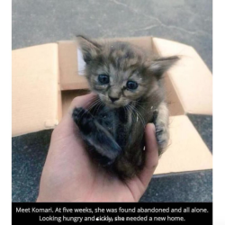 justcatposts:Heart warming story