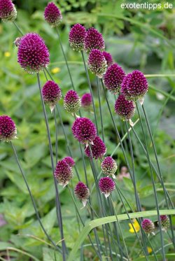 Just planted some of these Alliums, 100, all grouped together.  Looking forward to a beautiful display in the Summer.A mahoosive bumble bee just came past my ear too, Spring is just round the corner.  Time to dust off the house and welcome in the warmth