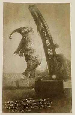 muzlugazoz:  Filleri de asarlar, değil mi?Sparks World Famous Shows sirkinin en büyük fili 5 ton ağırlığındaki Mary idi. 1916 yılının 12 Eylül’ünde sirk Tennessee Kingsport kasabasında gösteri yapmış, bir gün önce de Walter Red Eldridge