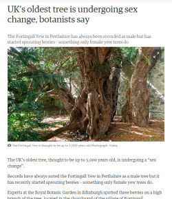 garbage-binn:  vulgarweed:  slumberprince:  if this 5000 year old tree isn’t too old to realize that its trans neither are you  reblog if you support transgender Ents.    