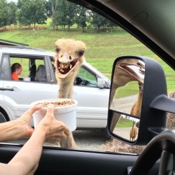 sexyguykai:  autobahnvismarck:  perstephsanscouronne:  becausebirds:  Our visitor sure is enthusiastic!  This is all about the llama staring at you meaningfully through the rearview mirror.  The ostrich is just a distraction for the murder that llama