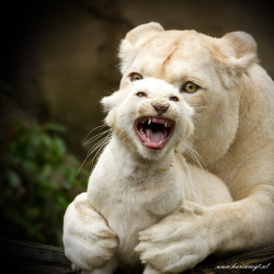 animalkingd0m:  african white lions by Karin