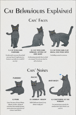 violent-vixen: why-animals-do-the-thing:  americaninfographic:  Cat Behavior  People keep asking for more cat behavior, so here’s some infographics about it! These are fairly anthropomorphized interpretations, but they do a good job of communicating