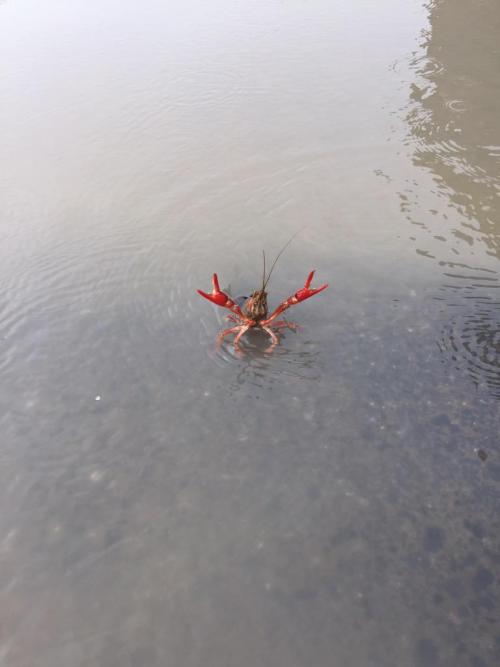 christeenabean:  Let this Tuesday crab brighten your day.  Pretty sure this is a crawfish lol