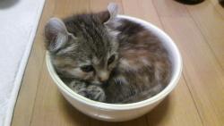 cat-pic:  茶碗にピッタリ♪ 