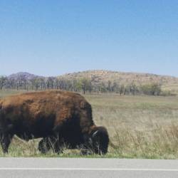 Throwback to Oklahoma, where the Bison roam. #OK #bison #oklahoma #realcountry