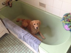 franklycats:  Belle loves water and was waiting for us to turn the tap on.