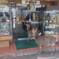 felixjapan:  every time ive passed this shop deer have been trying to get in (at 宮島 / Miyajima  (厳島))