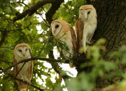 pagewoman:  Barn Owls in an Oak tree, Suffolk, England by Mike Rae 
