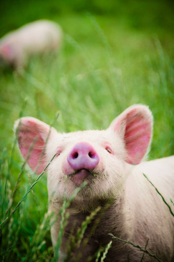earth-song:  h4ilstorm:piggy (by Zanthia)