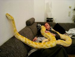 housewifeswag:  jenari:  I love snakes, but