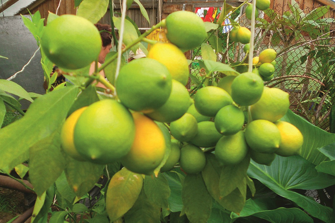 Лимоны и ананасы Алексей будет выращивать здесь же, в краю гейзеров и вулканов, в специальных теплицах