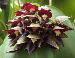orchid-a-day:  Pleurothallis teagueiSyn.: Acronia teagueiJuly 2, 2018 
