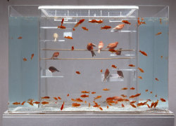 tibets:  combination bird cage and fish tank 