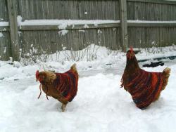 crownofbirds:  ttenderly:  chicken capes !!!!