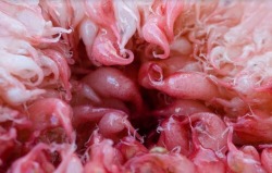 heterophobiac: straightedgedhigh:  blackgirlnamedkaivy:  prettyboyshyflizzy:  queer-lana-orgasm:  oziomathewicked:  eurotrottest:  sleezed:  indianaifill:  Microscopic photograph of the inside of a Vagina. How beautiful.  This the shit that make niggas